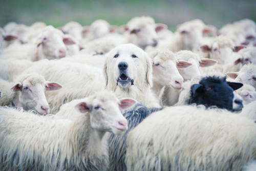 Shepherd dog popping his head up from a sheep flock. Uniqueness andor lost in the crowd concept
